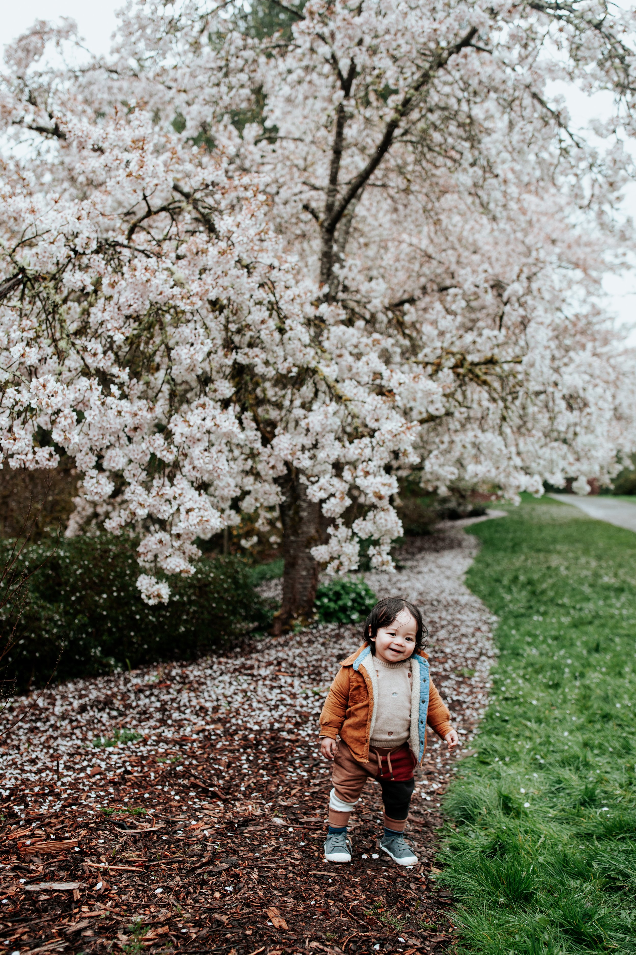 seattle lifestyle photographer - cherry blossom mini sessions