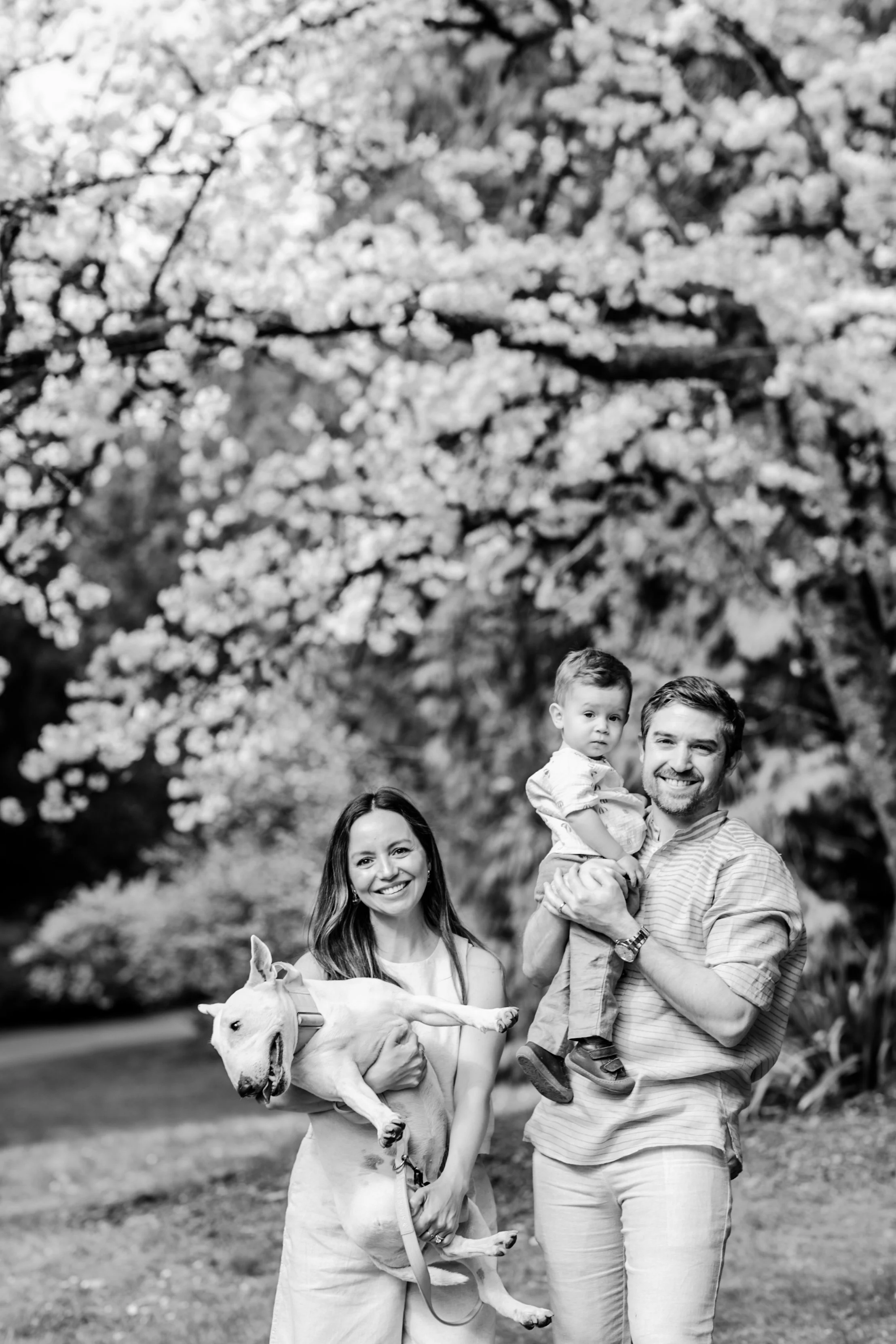 cherry blossom mini sessions - seattle lifestyle photography