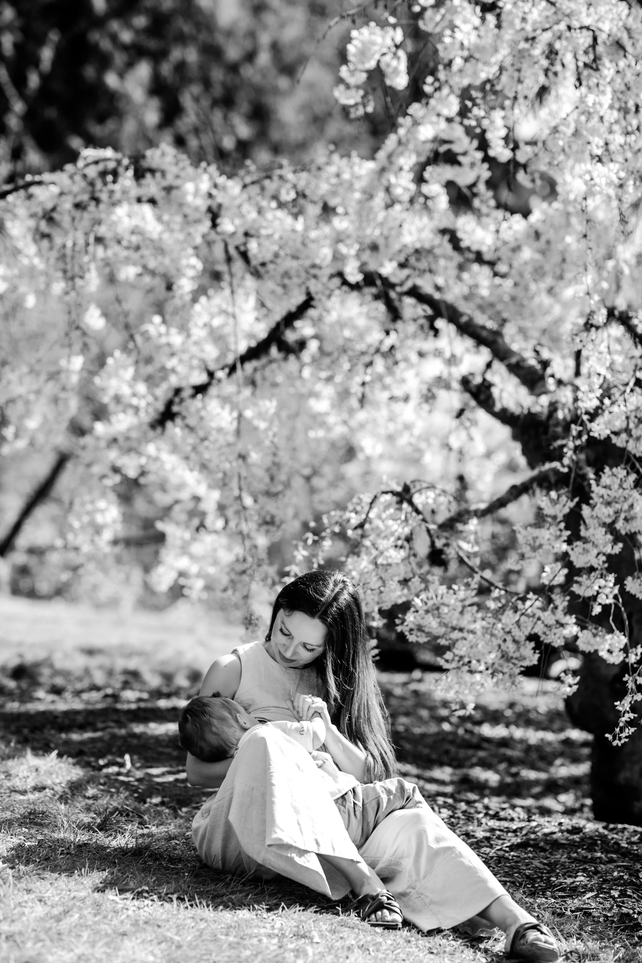 cherry blossom mini sessions - seattle lifestyle photography