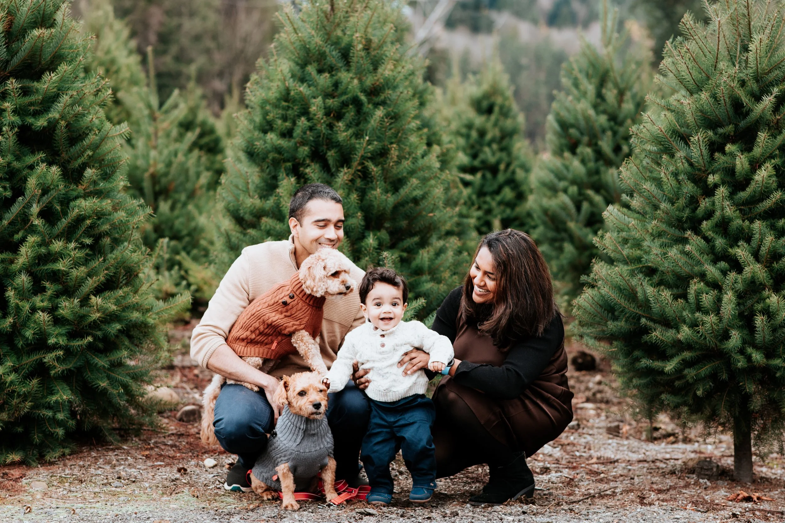 tree farm mini sessions - seattle lifestyle photographer