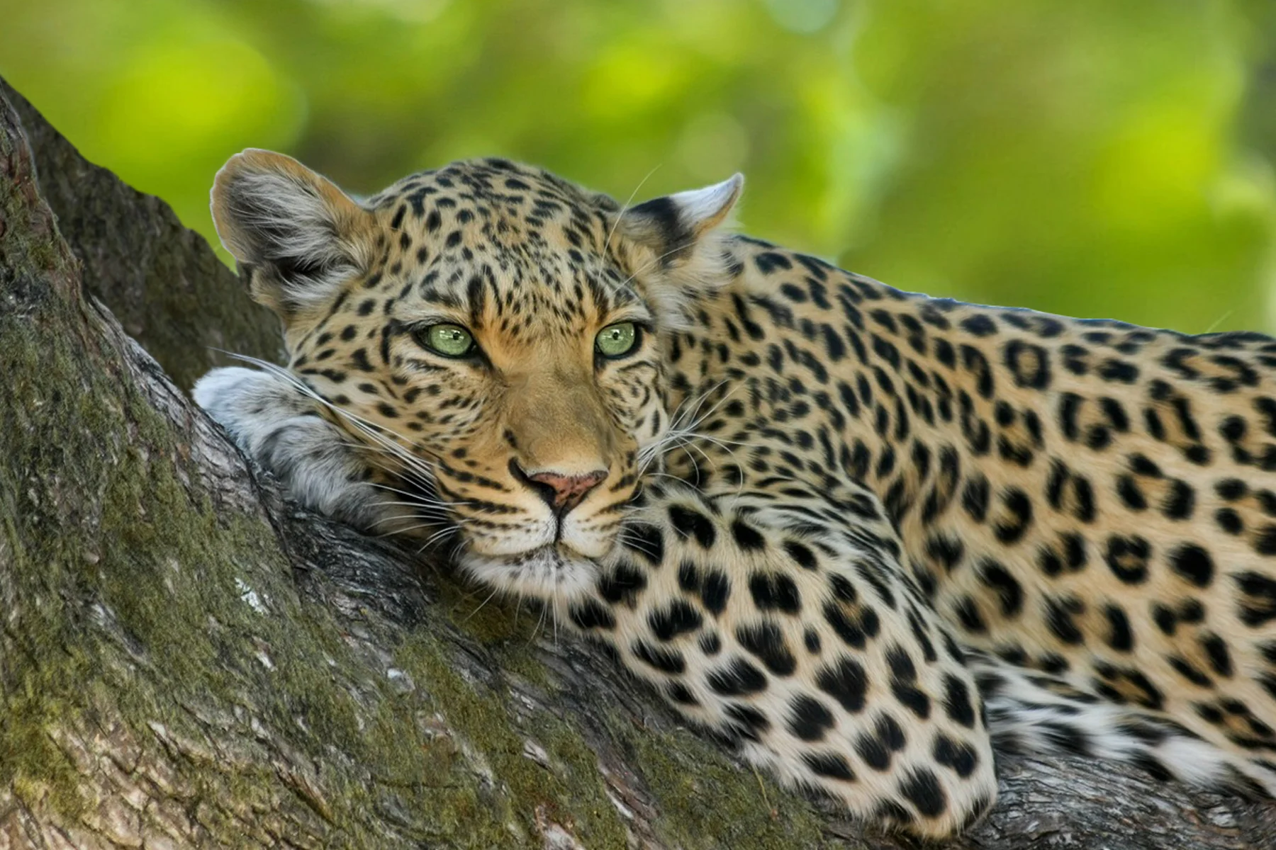 Landing-banner---leopard.jpg