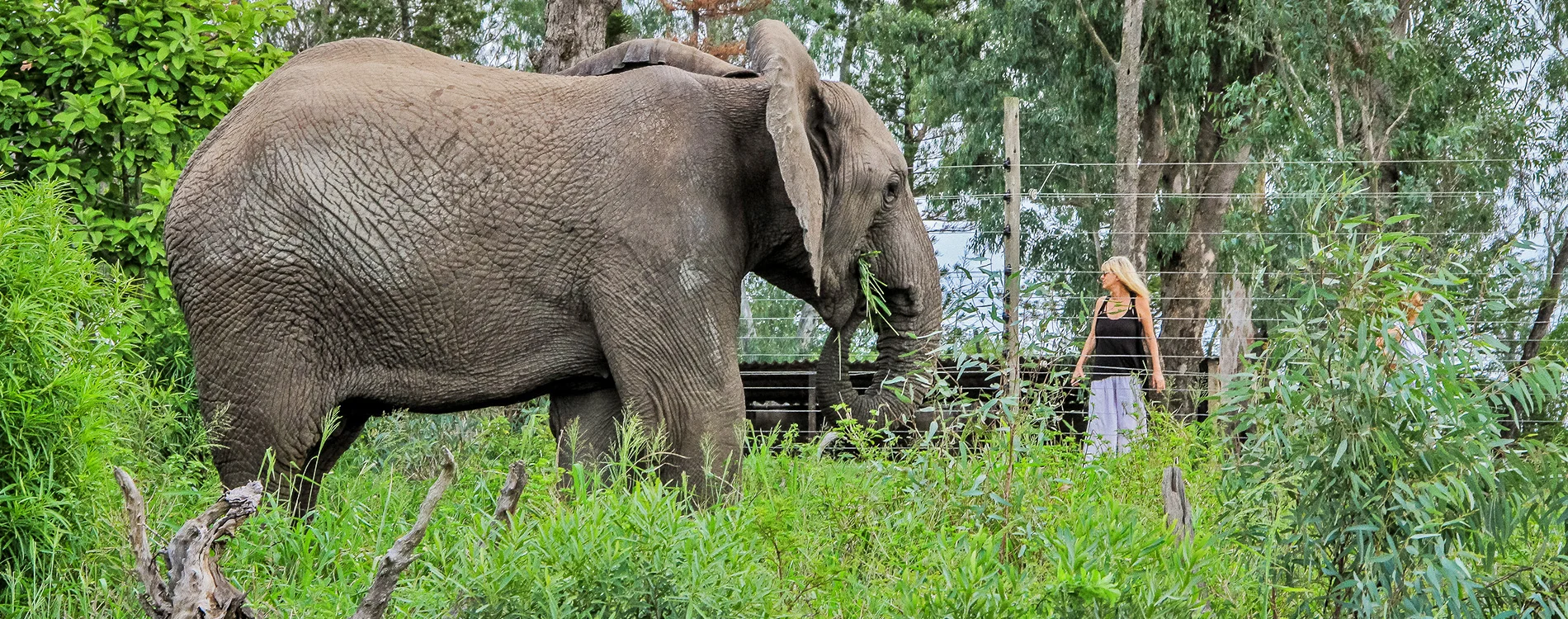 Elephants-at-Home-750.jpg