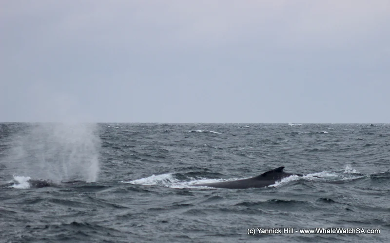 Boat-based-whale-watching-adventure-tourism-south-africa-cae-town-safari-1.jpg
