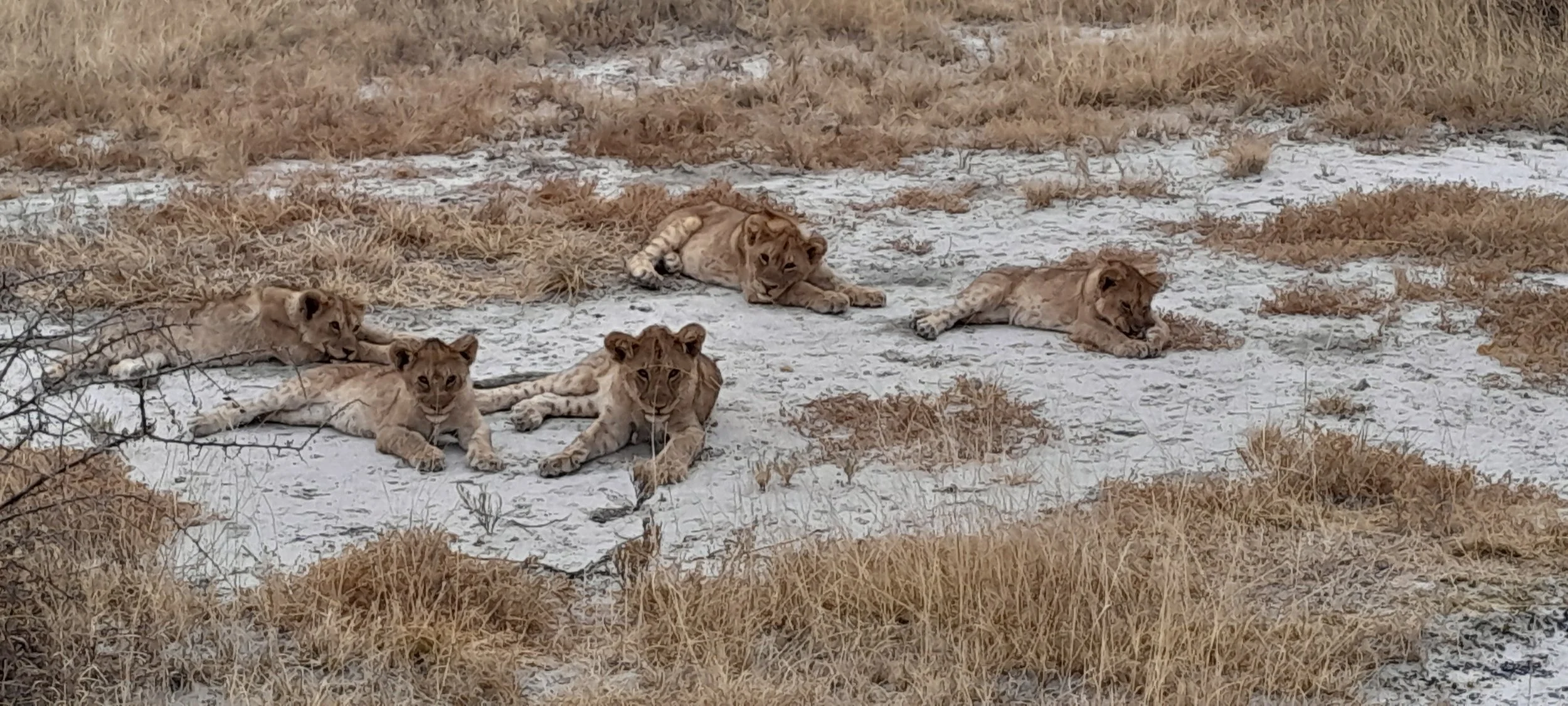 Lions on the reserve