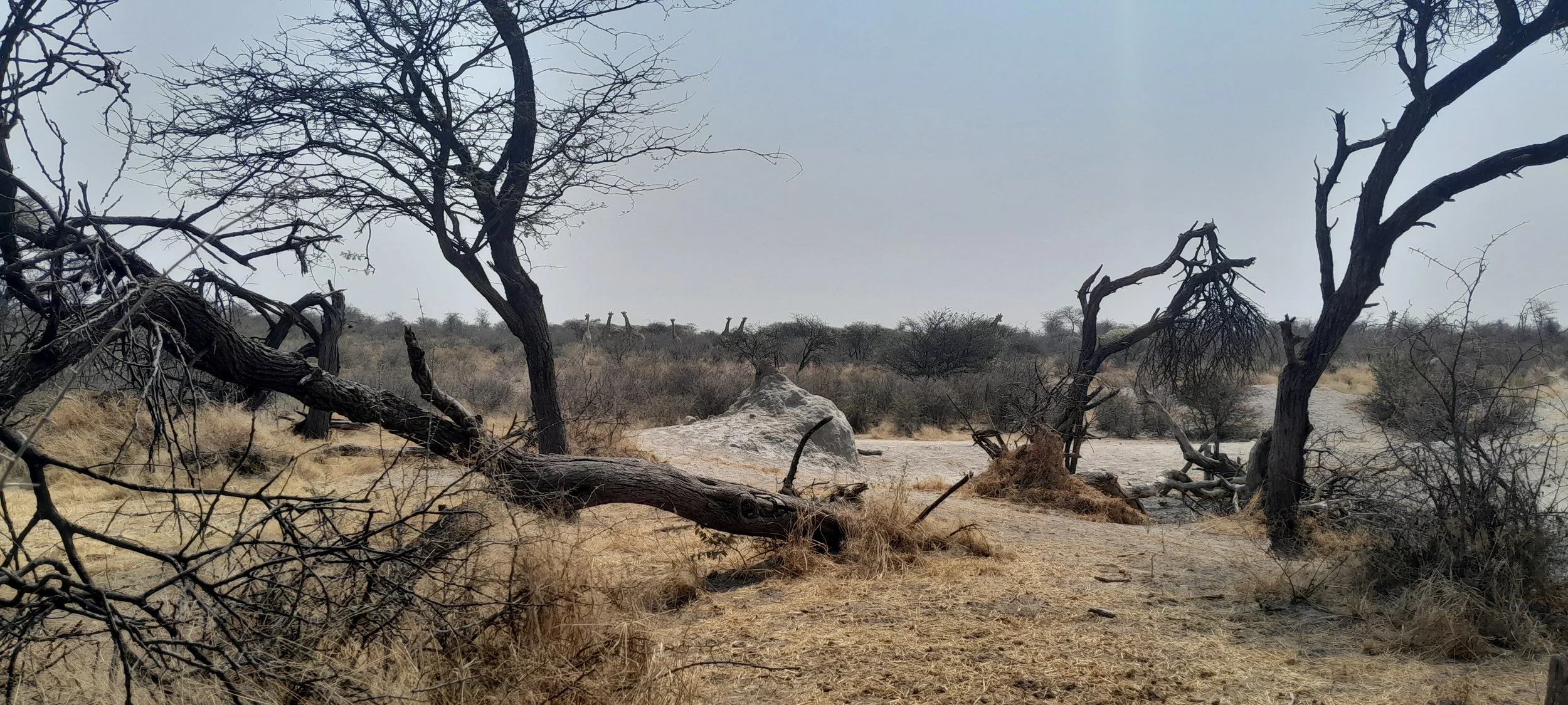 Giraffes on our walk