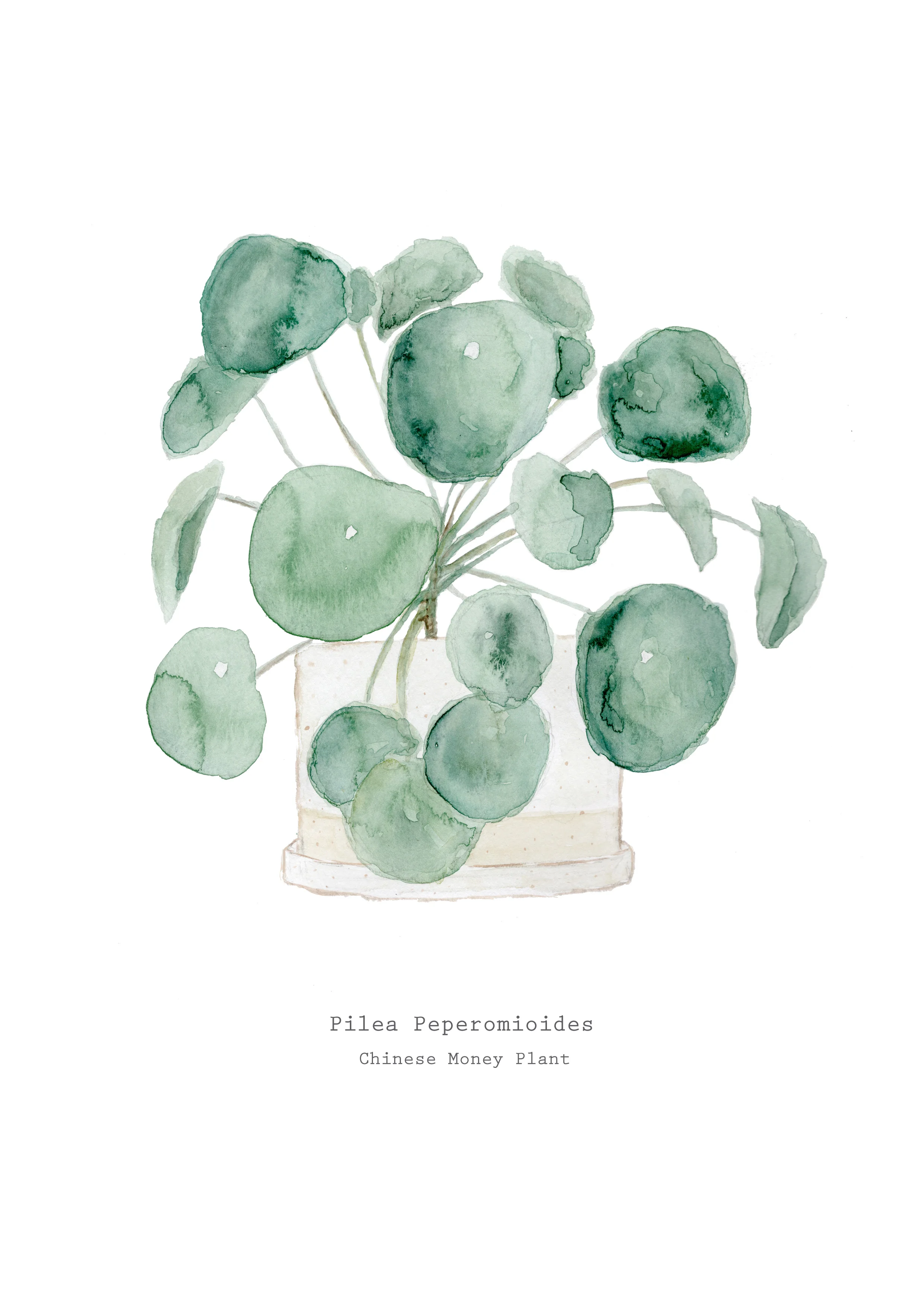 Pilea3.jpg