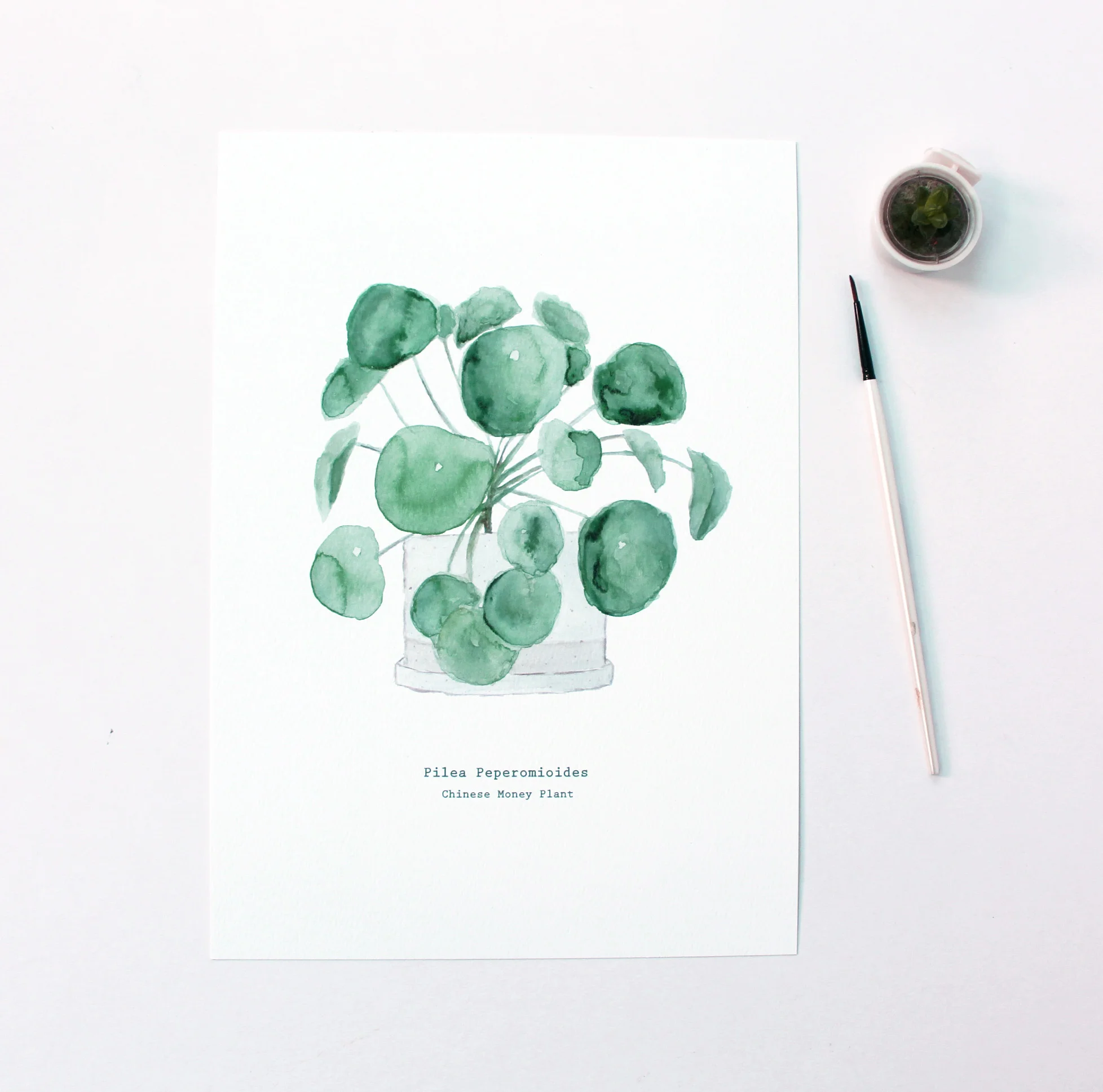pilea2.jpg
