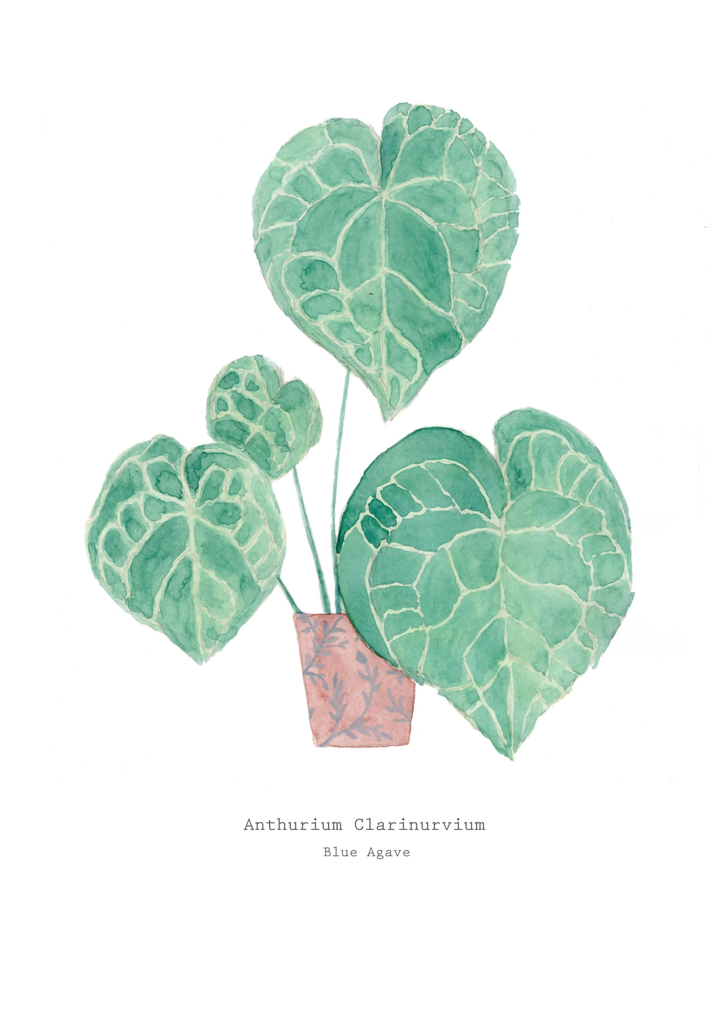 Anthurium.jpg