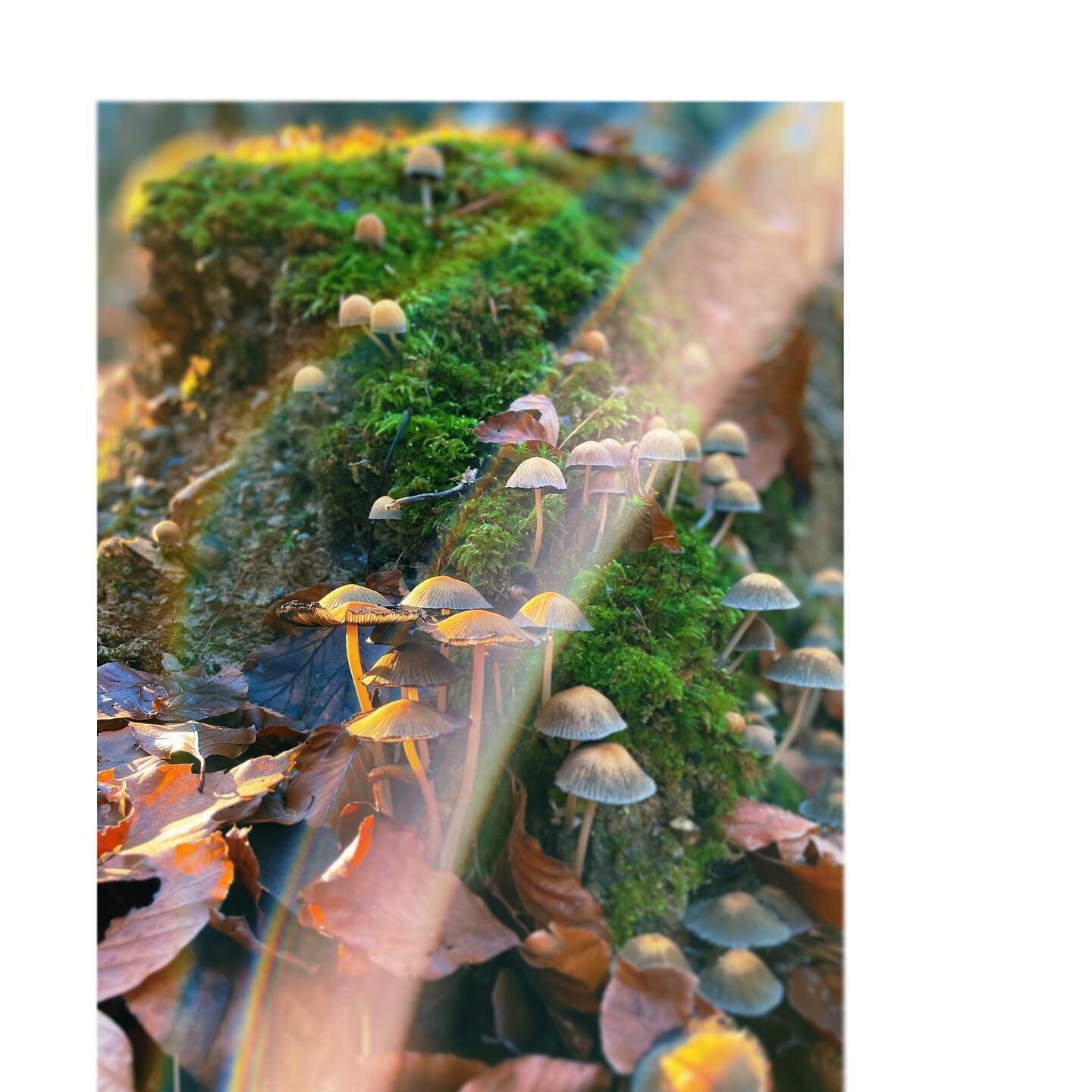 I&rsquo;ve been to a forest about a year ago 🧚🏼&zwj;♀️

#mushrooms #fairykingdom #sunshine #dalenska #forest #moss #grounding