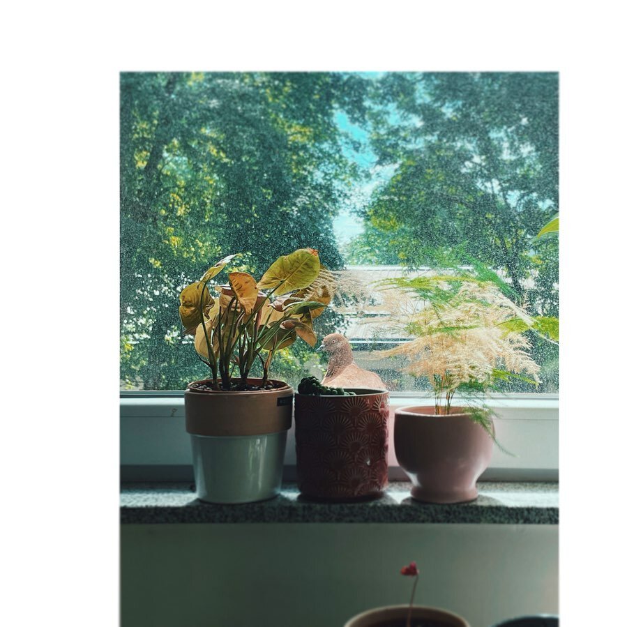 Missing my pigeons and birdies &mdash; s/o to brown golub, you the real G for always posing for a pic #grugru 

#pigeon #plants and #dirtywindow #oldflat