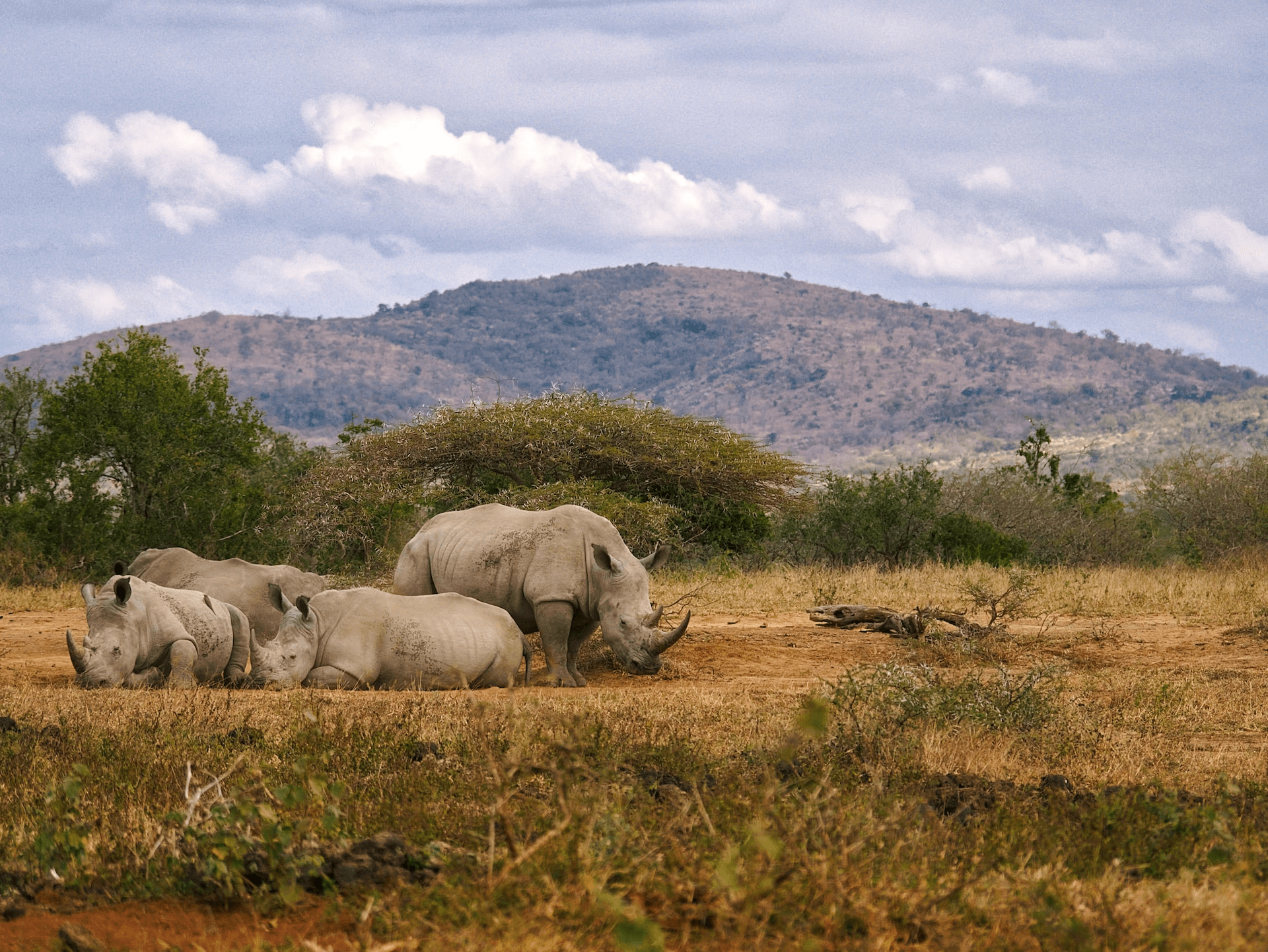 south-africa-safari-rhino-the-travel-design-company.png