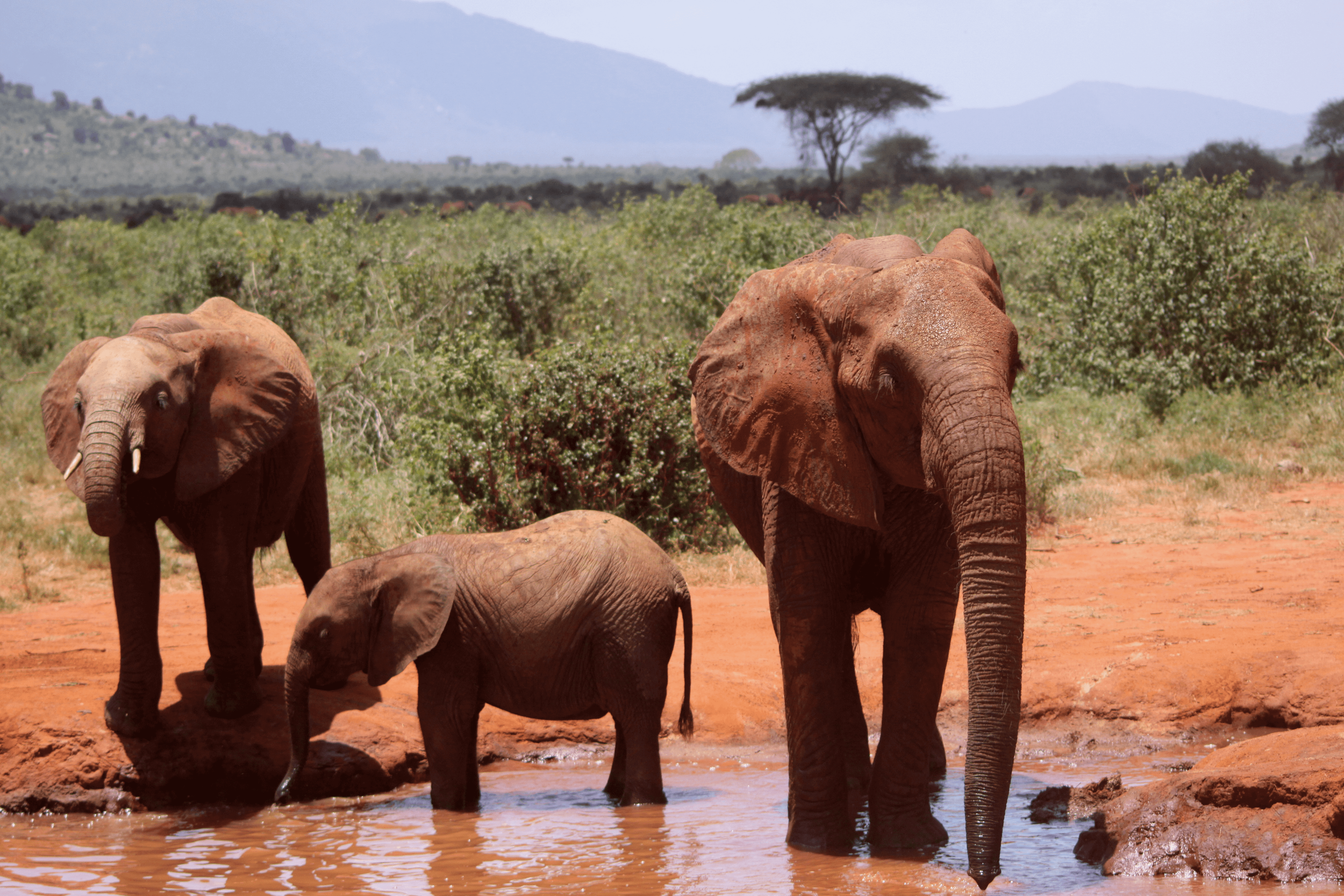 elephants-kenya-african-adventure-the-travel-design-company.png