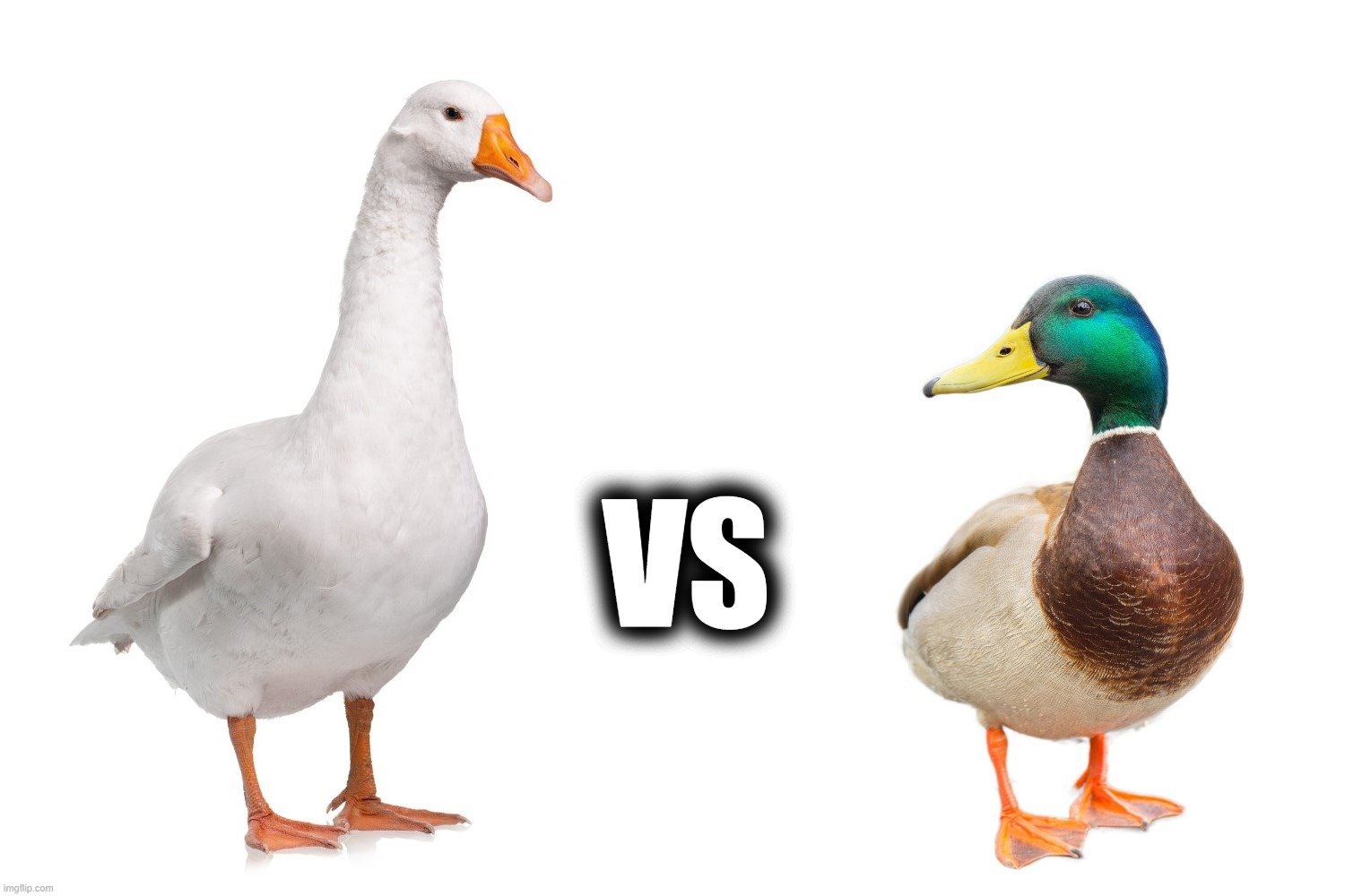 Ducks роли. Goose Goose Duck. Goose vs Duck. Goose Goose Duck игра. Duck down.