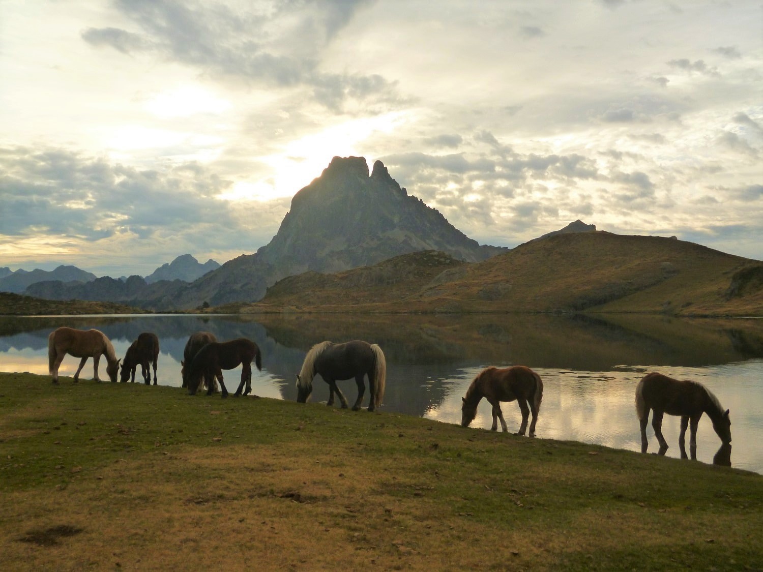 Wild horses are a common sight in the Pyrenees mountains — Here they are from the lake in front of Refuge d'Ayous with the Pic du Midi d'Ossau in the background.