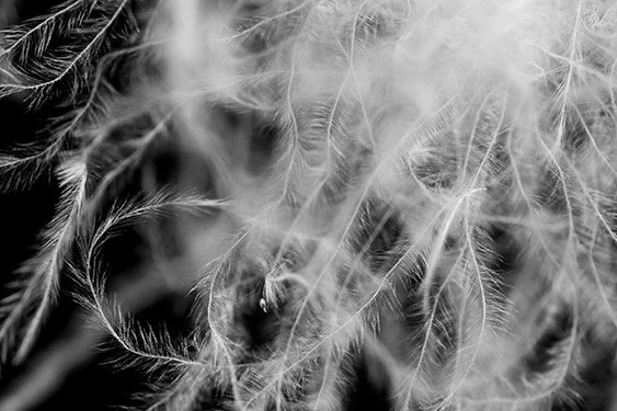 Close up image of a down plume. Photo credit: Feathered Friends .