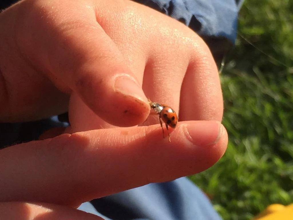 ladybird .JPG