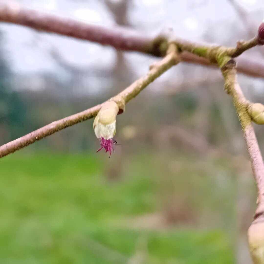 Love spotting the female hazel flowers, tiny red tendrils emerging from the female buds. Hazels have male and female parts on each tree, but need cross pollination from their neighbouring trees. Our little coppice should be a good breeding ground. Th