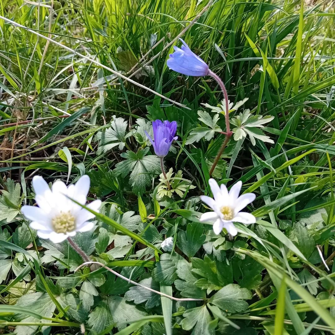 Spring vibes! Can't keep up with the weather...

Open Garden every Wednesday 2-4pm. 

Pop down, say hi 💚

#opengarden #spring #flowers