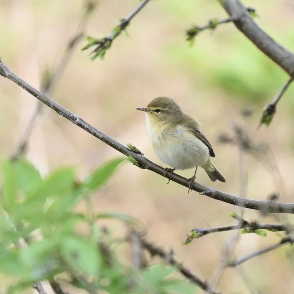 Book your free place on our Bird Walk next weekend. Places are limited so grab your place quick. See website, link in bio &amp; comments to book. 8am to 9.30 on Sunday, for all you early birds 🐦&zwj;⬛

You'll take a guided walk with our staff and vo