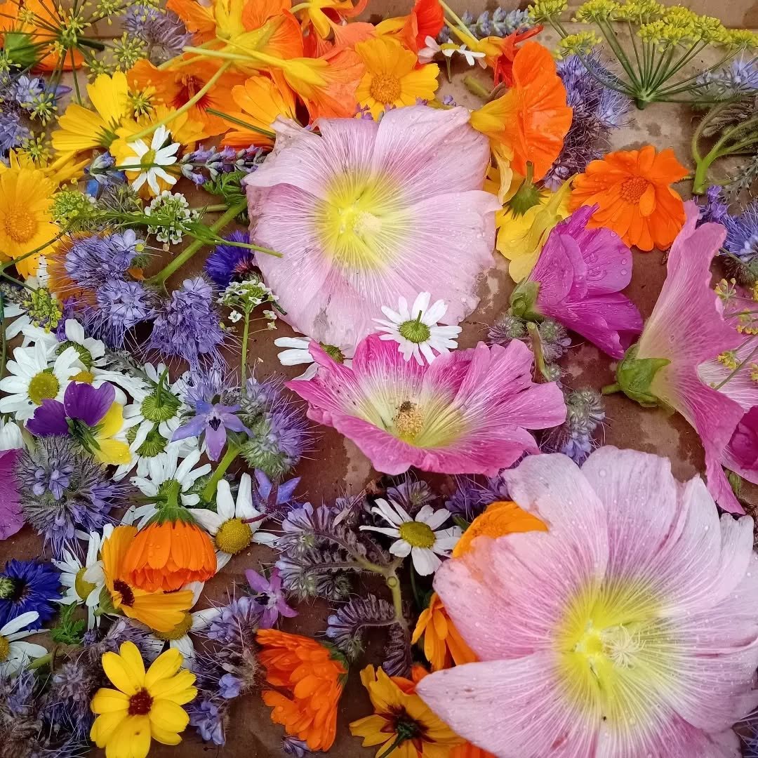 Seasons of Woman, a wellbeing day designed to relax, revitalise and restore. Focussing on themes of menopause, peri-menopause and menstrual cycles, we'll explore, share and learn more about our hormonal cycles and balances. 

We have a group of wonde
