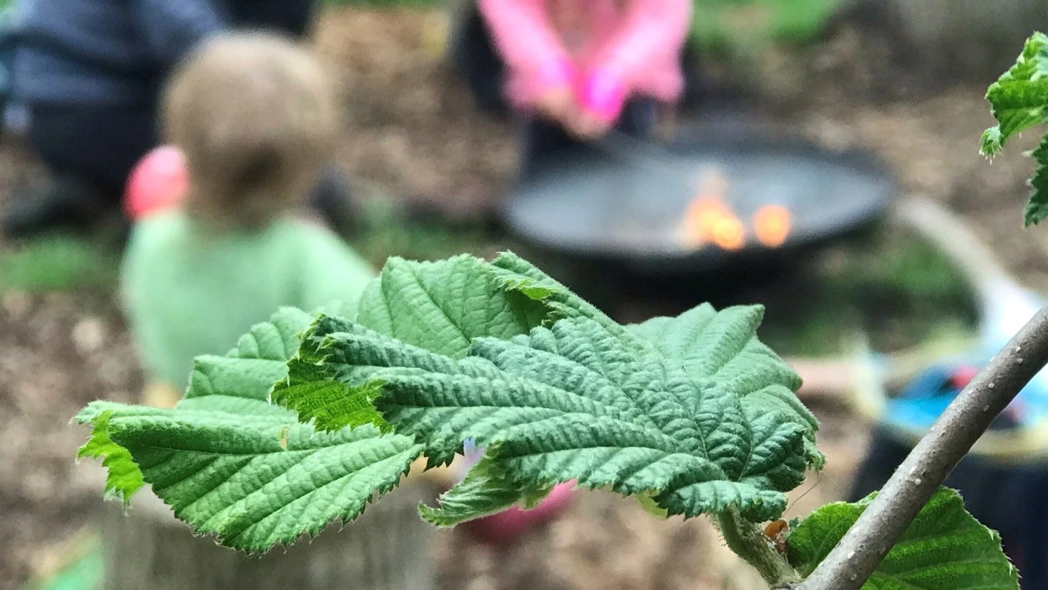 A hazel leaf with a campfire in the background during a forest school session