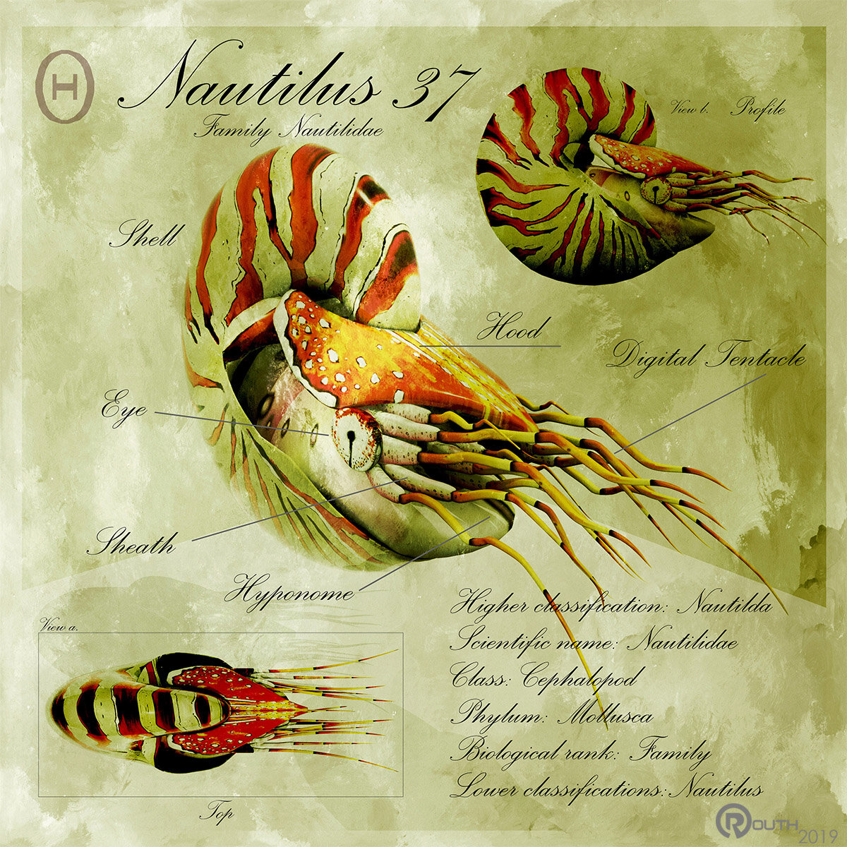 Nautilus 37