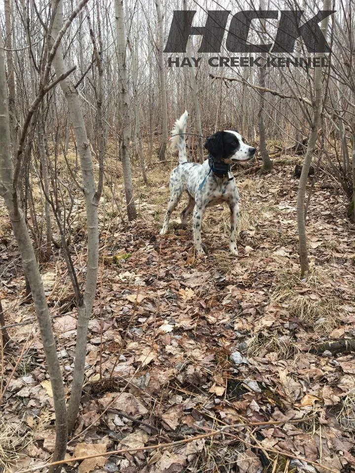 Hay Creek Kennel