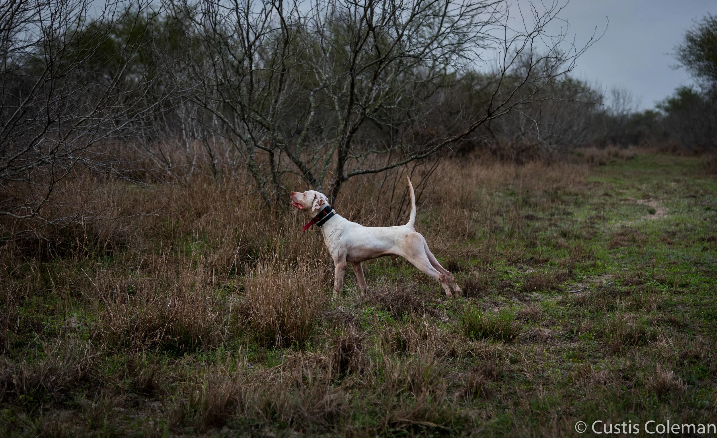 Upland Bird Series — Hay Creek Kennel