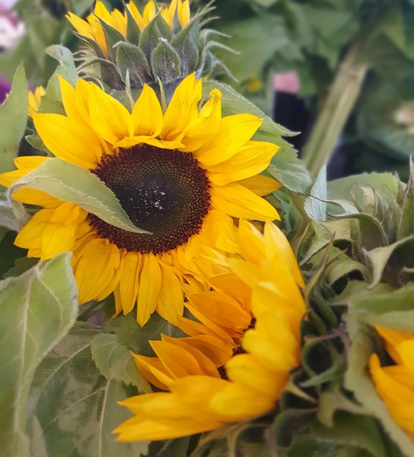 So excited that the sun is coming out for a bit in Melbourne! Happy Thursday everyone as we skip towards the weekend with this beautiful Sunflower reminding us to slow down and enjoy life! Wohooooo!
.
.
.
.
.
#thursday #thursdaymotivation #sunflower 