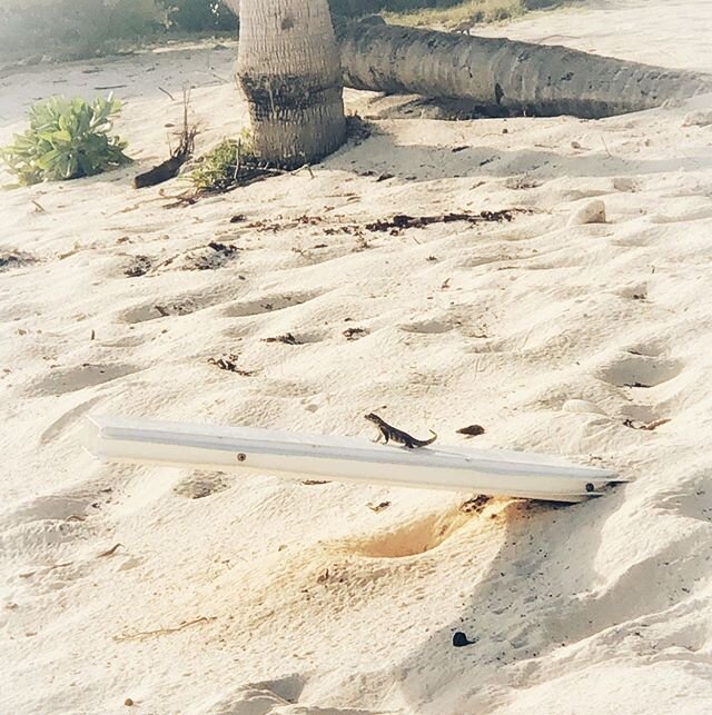 👌 Reason #87 why having an online business rocks: I get to schedule Monday off to hit the beach with loved ones (and get a close-up shot of this gecko catching some sun!)!! 🏝⠀
⠀
Monday on the beach with sand, sun, and fun? Heck yes 😎🏖 #nomoremond