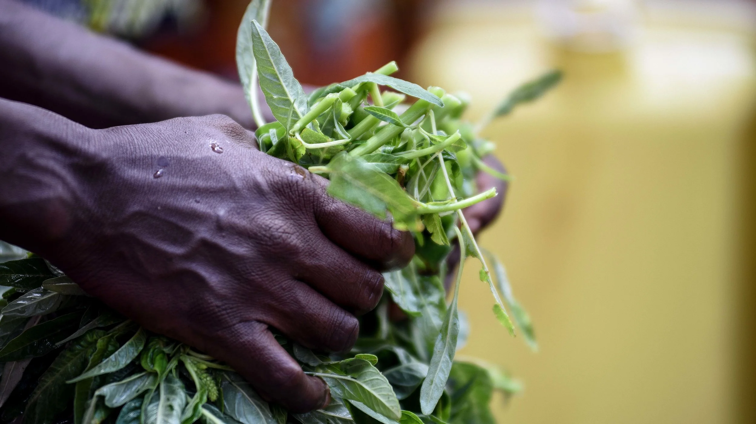 Dietary Diversity's Importance in Nutrition Programming