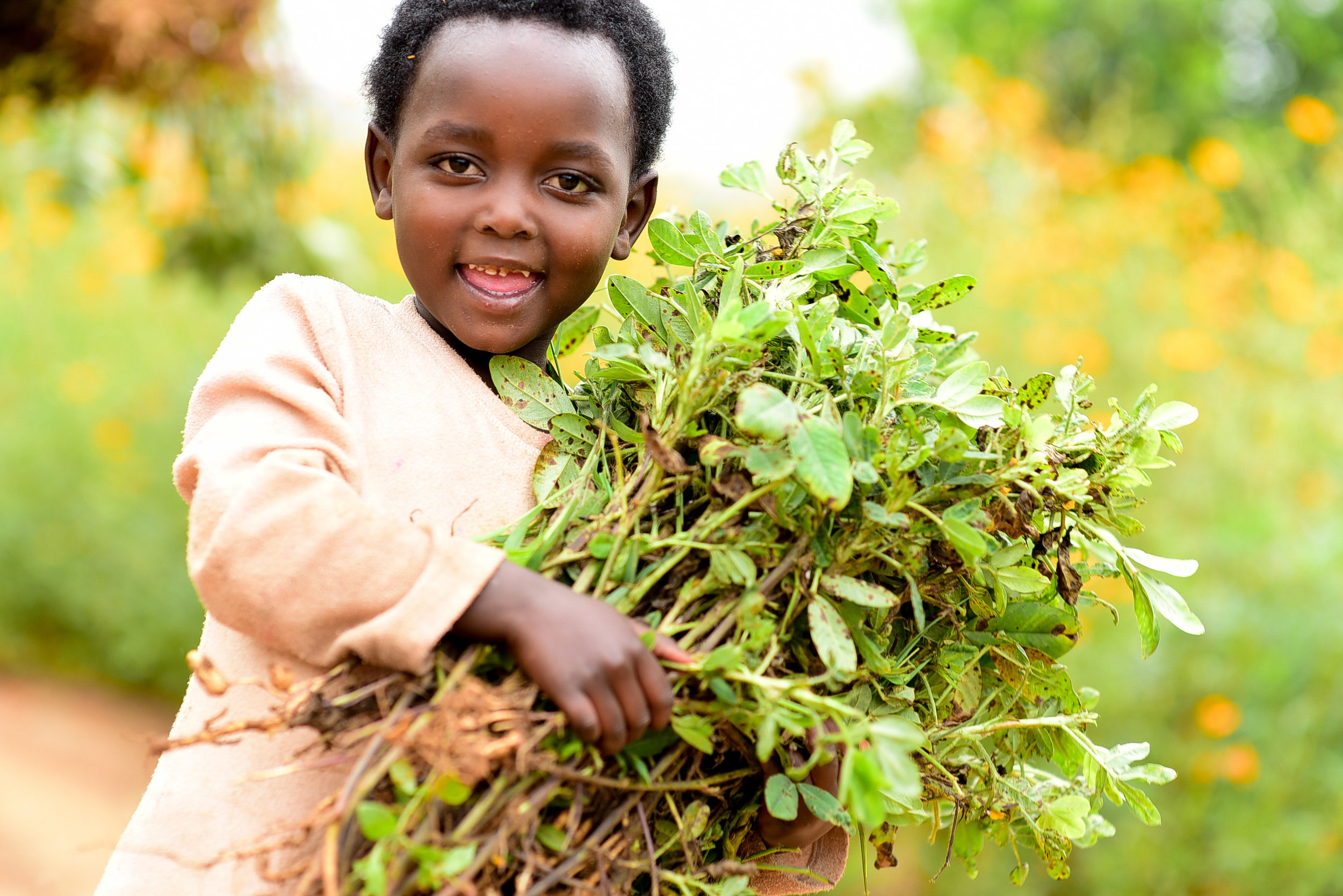 Rachel helps harvest peanuts during GHI Umuganda on January 6, 2018.