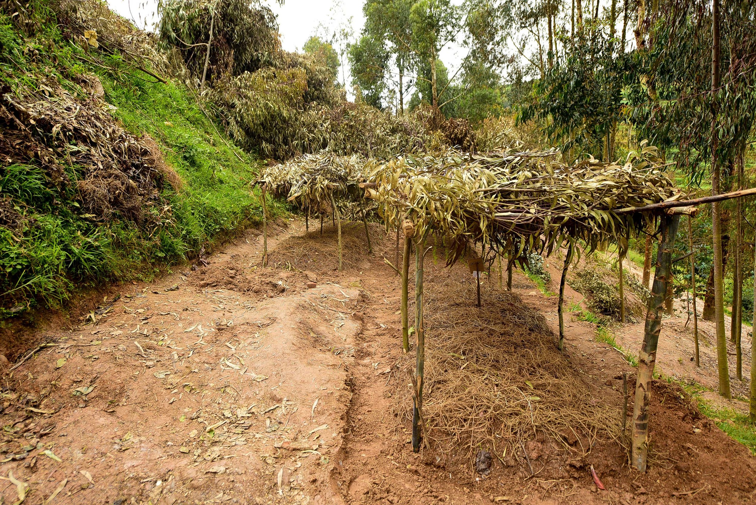 Garden plots at GS Rwamiko school, covered in branches and leaves to prevent condensation from forming ice on the vegetable beds overnight, March 30, 2018.