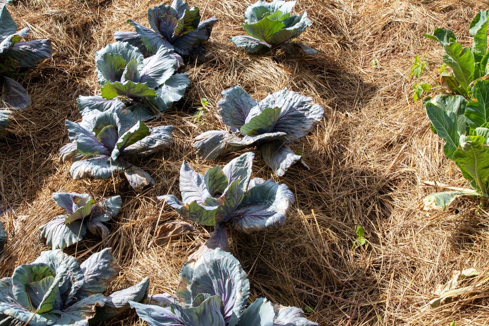 Cabbages on Normal Beds