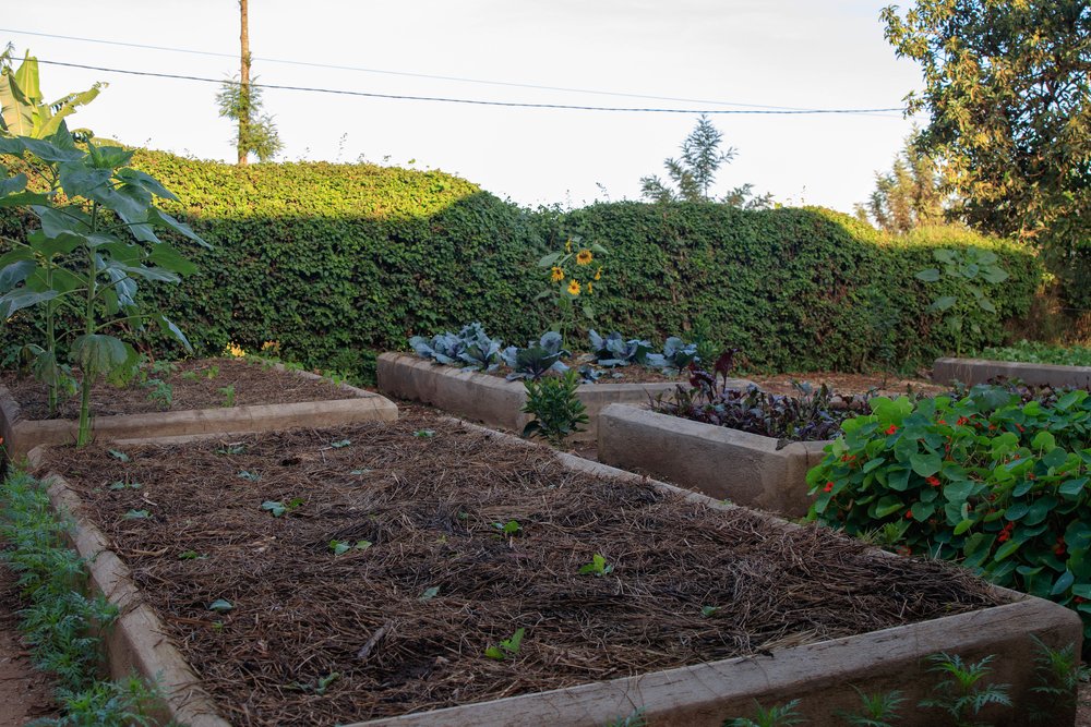 Front Office Raised Beds