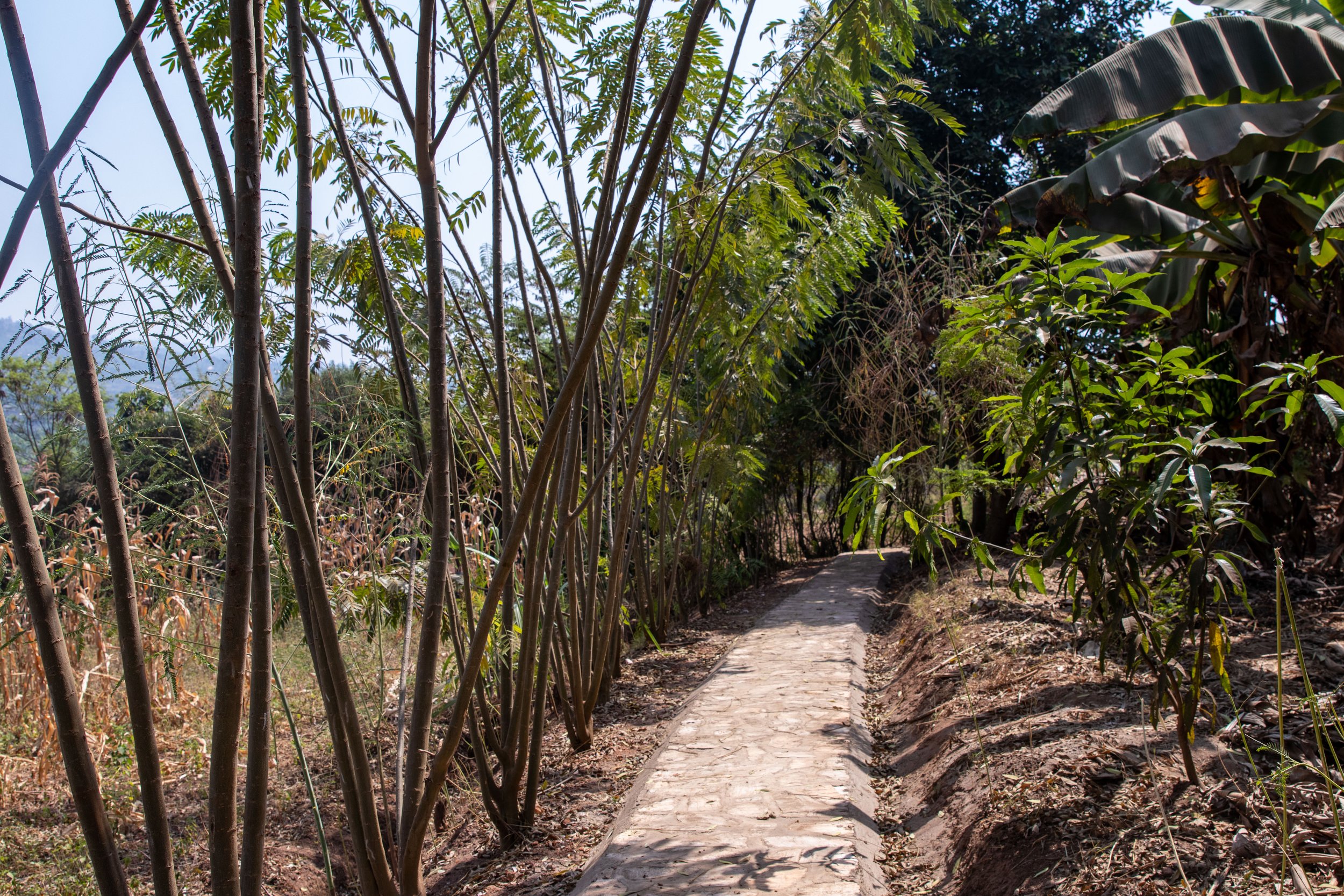 Sesbania Tree