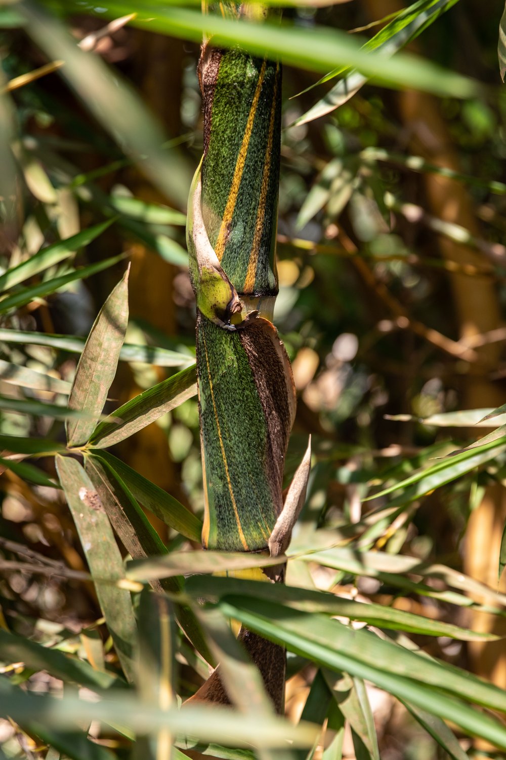 Green Bamboo