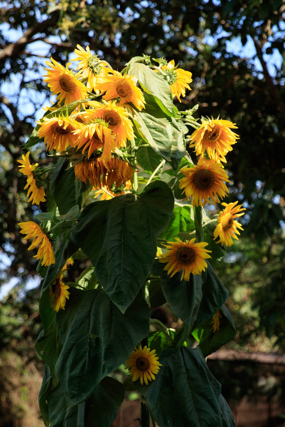 Sunflower