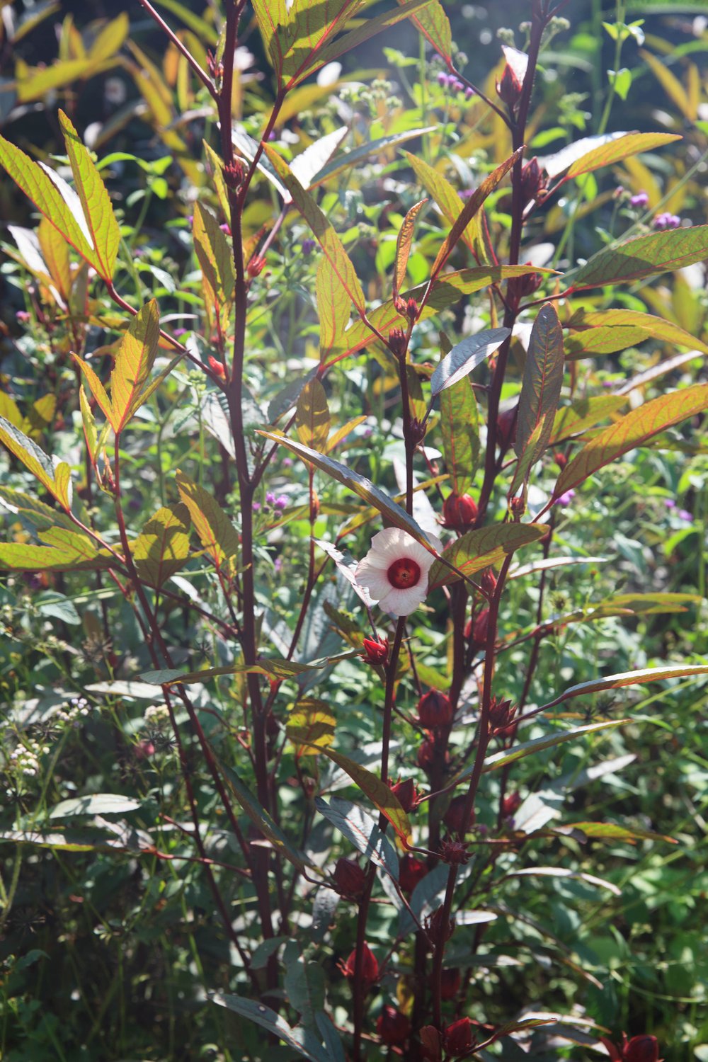 Hibiscus Flower