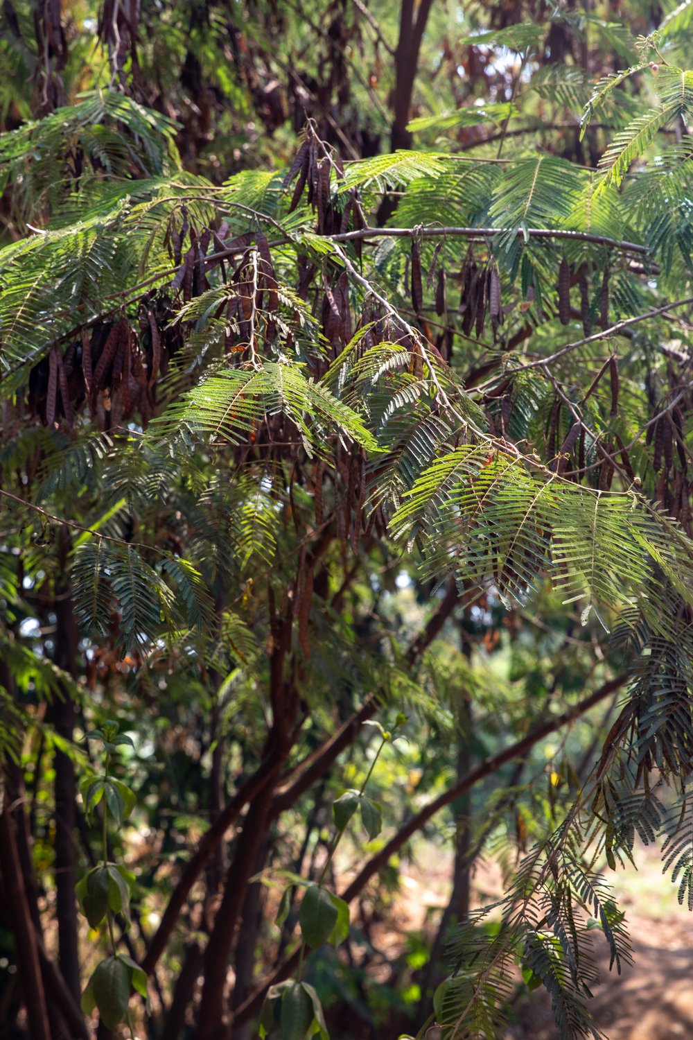 Calliandra trees