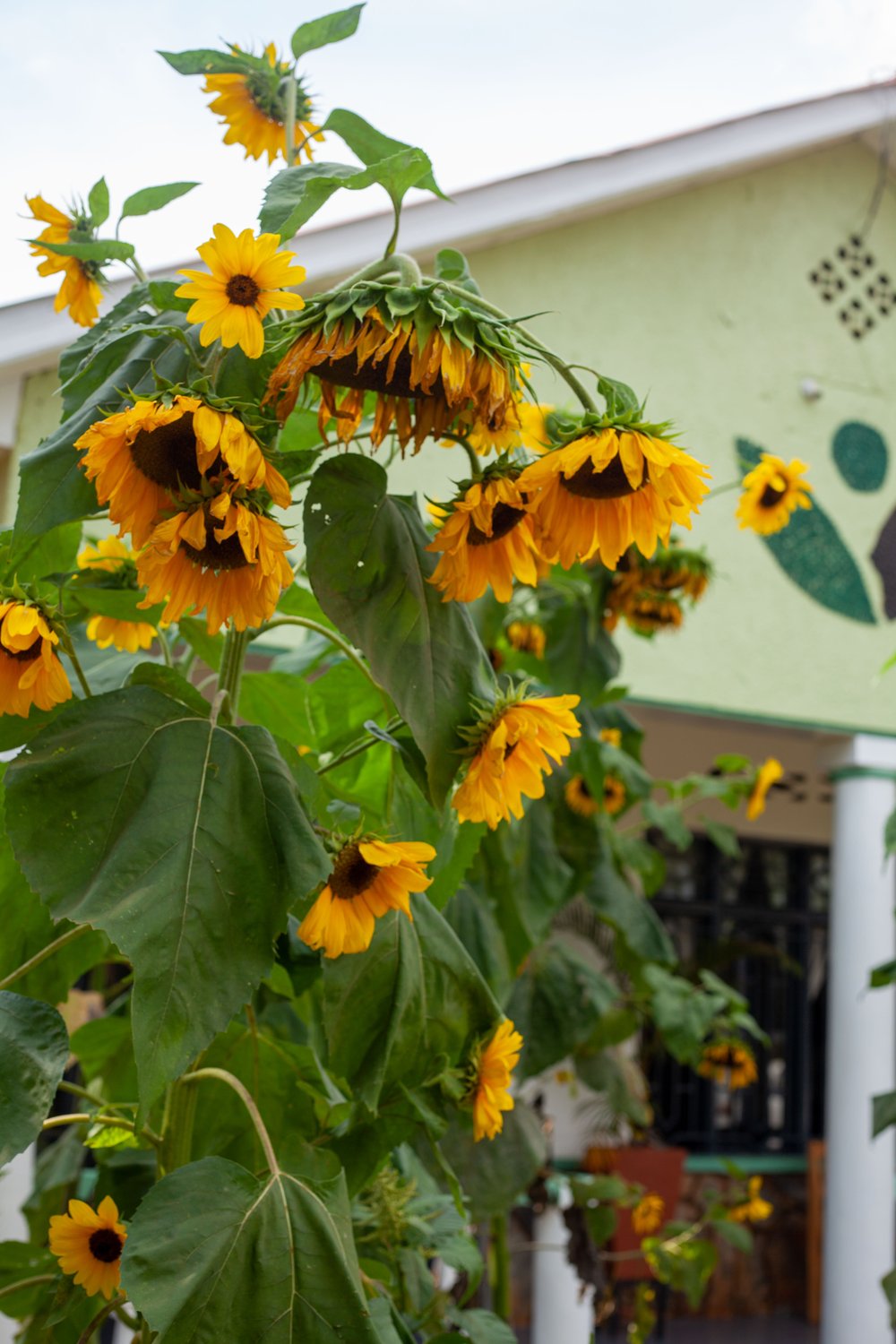 Sunflowers