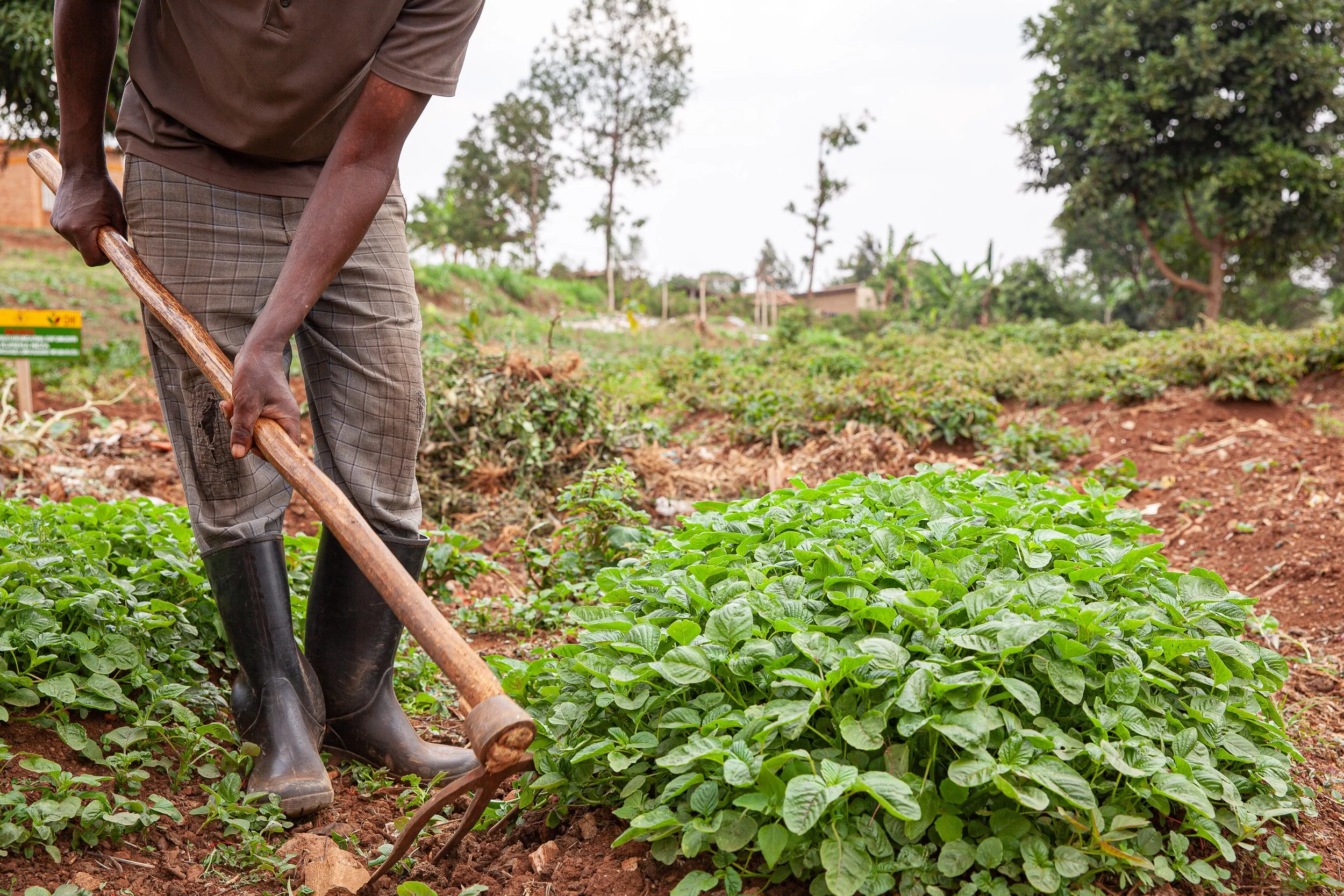 Emmanuel Kimonyo Success Story through the Home-Grown School Feeding ...