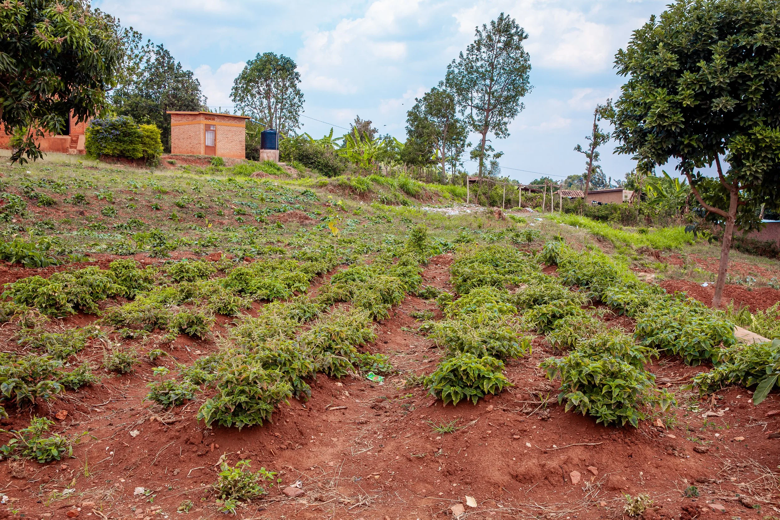 Emmanuel Kimonyo Success Story through the Home-Grown School Feeding ...