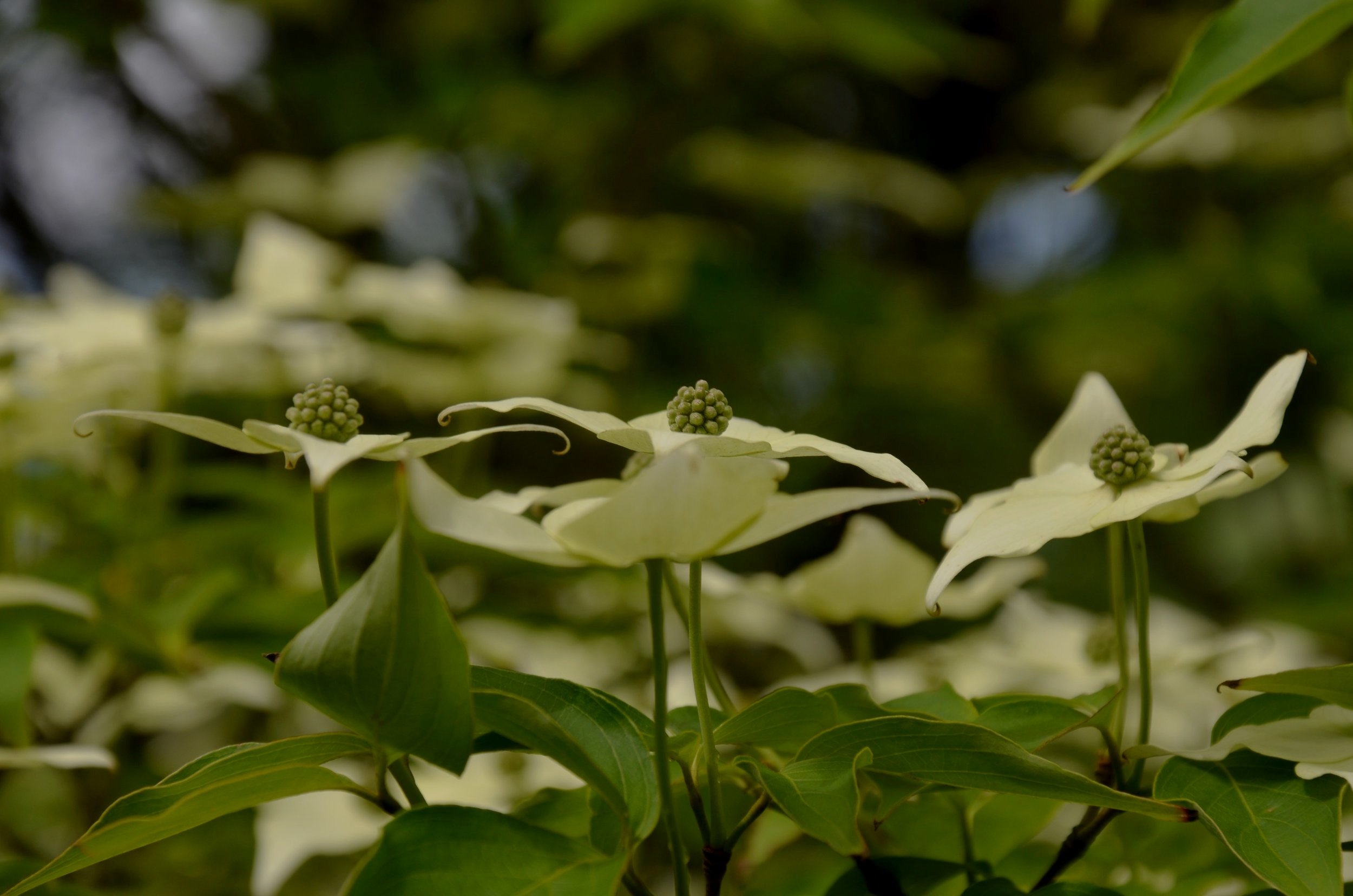 DSC_8452.jpg