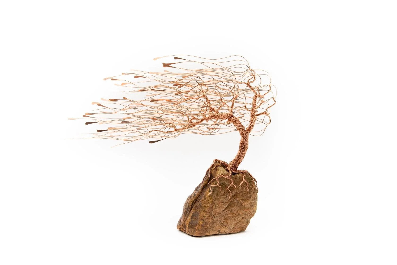Wind Blown Willow Tree with Ryan Kelley