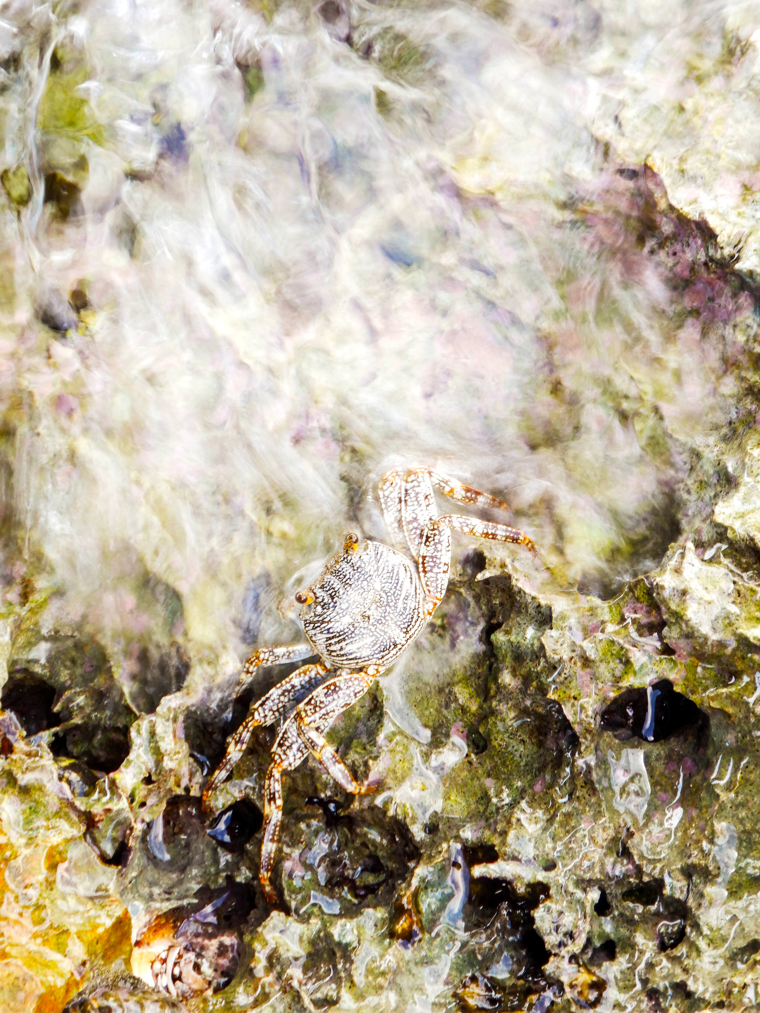 Crab, Bonaire