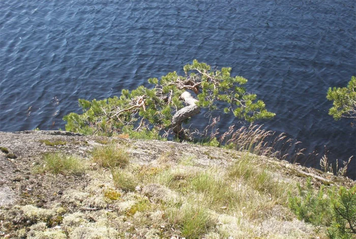 Solumineraalit®-2016-loma-apteekki.jpg