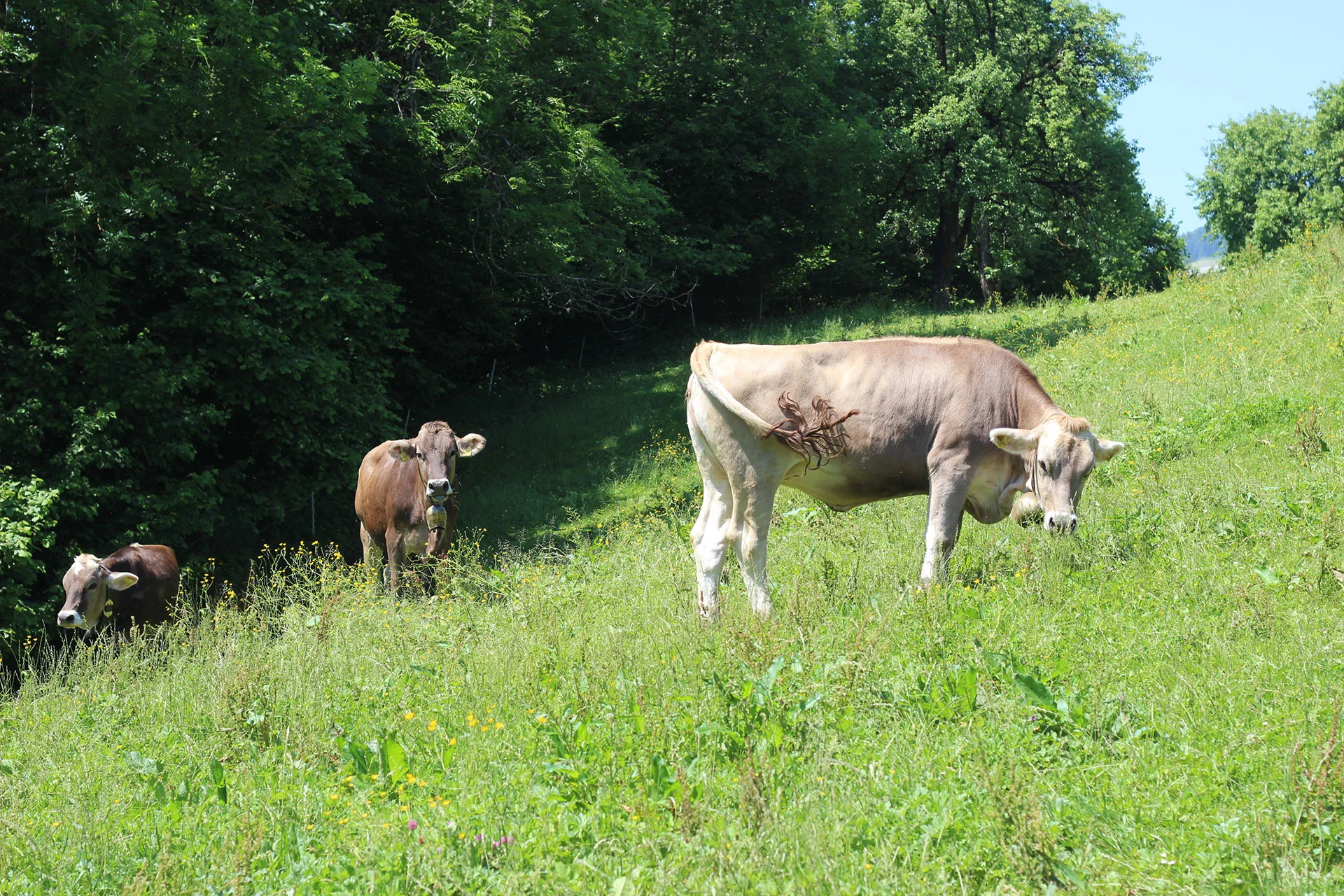 alpenmolke-background-1920.jpg