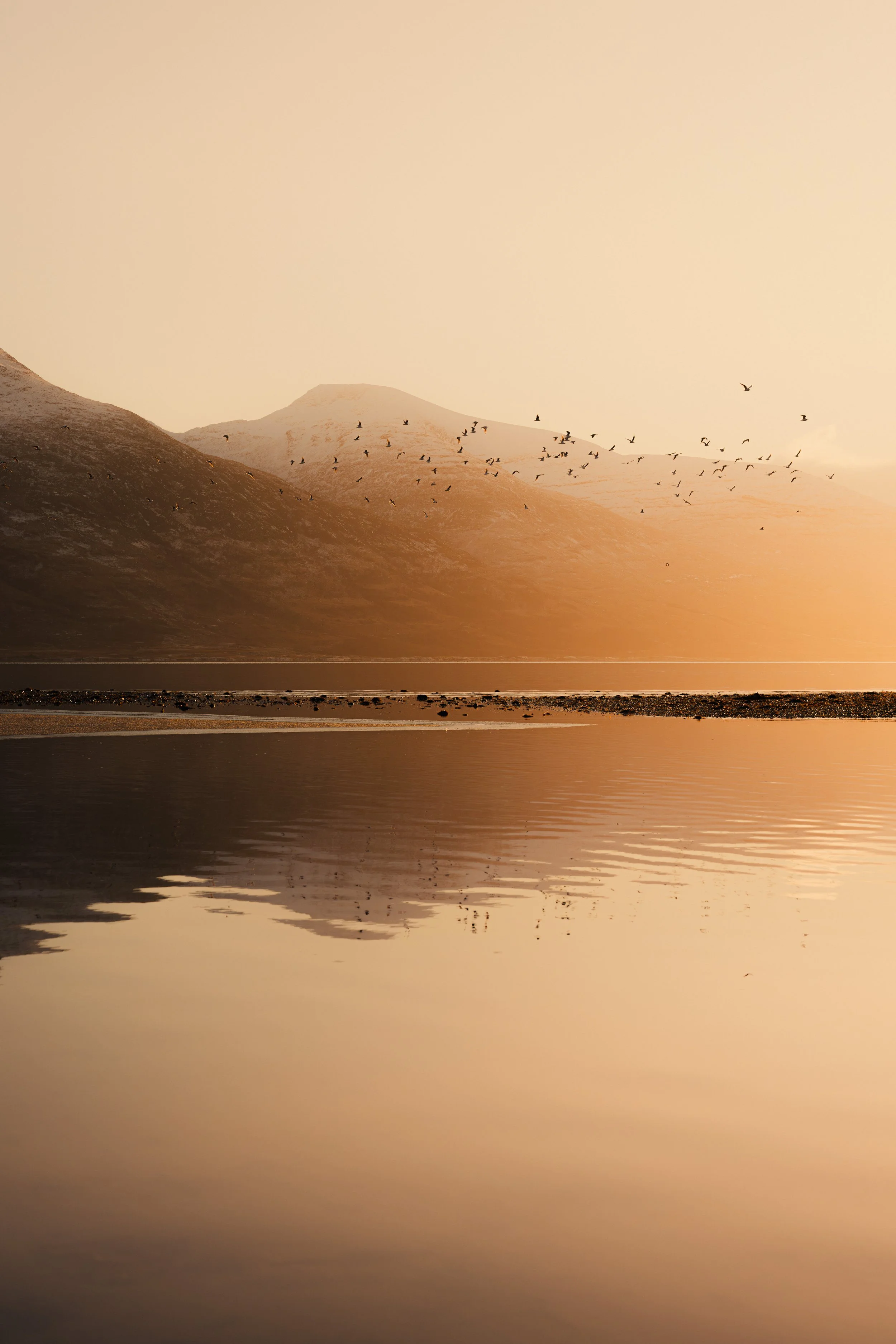 A flock of birds flying over the calm, mirrored waters of Loch Na Keal, Isle of Mull, Scotland during a golden sunset with mountains in the back ground