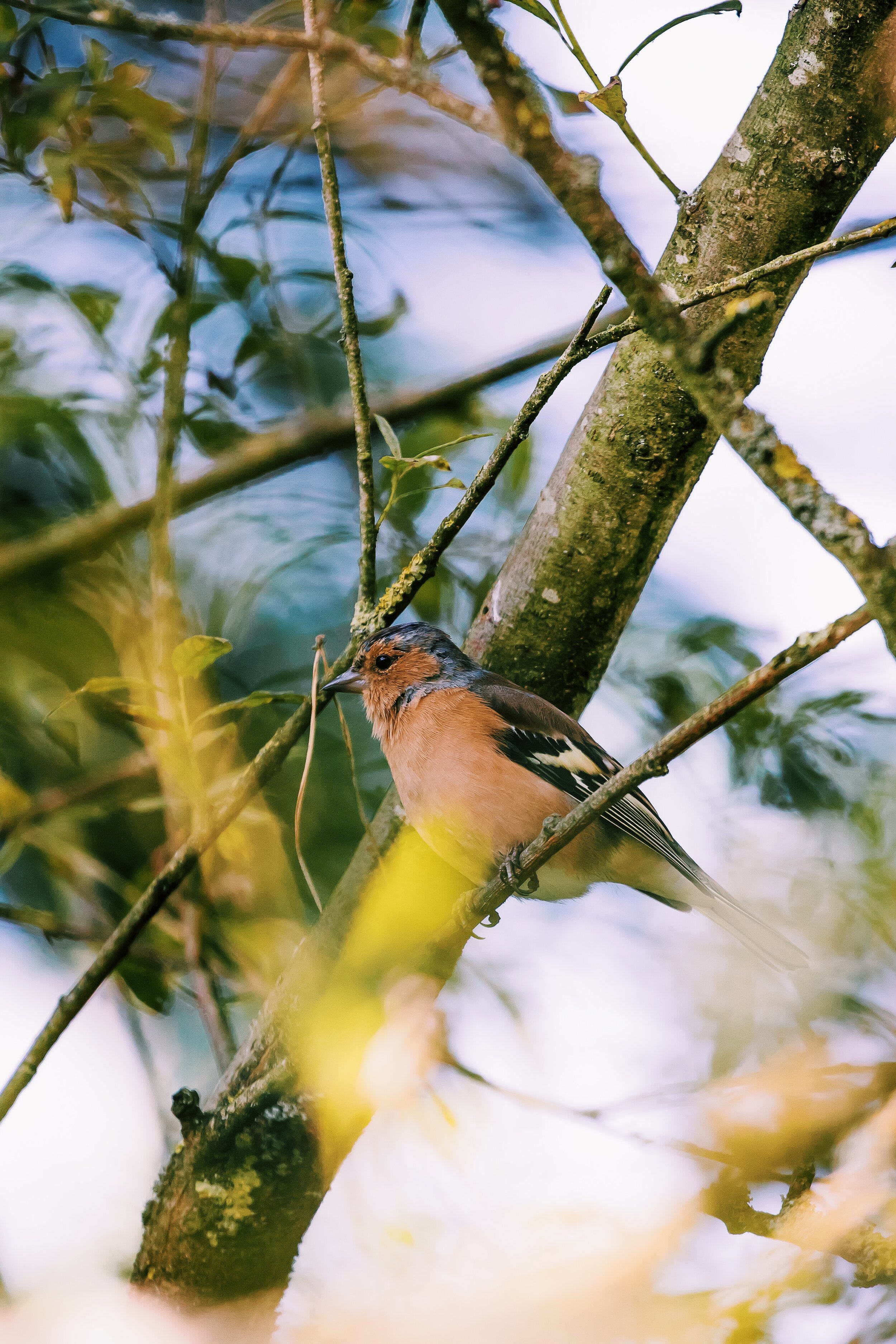 WWT Caerlaverock 4.JPG